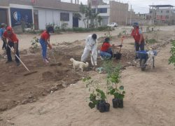 Voluntariado VOCCS-USAT participa en jornada de limpieza y arborización en Ciudad del Chofer