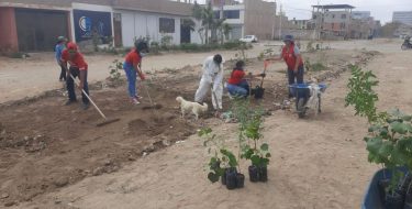 Voluntariado VOCCS-USAT participa en jornada de limpieza y arborización en Ciudad del Chofer